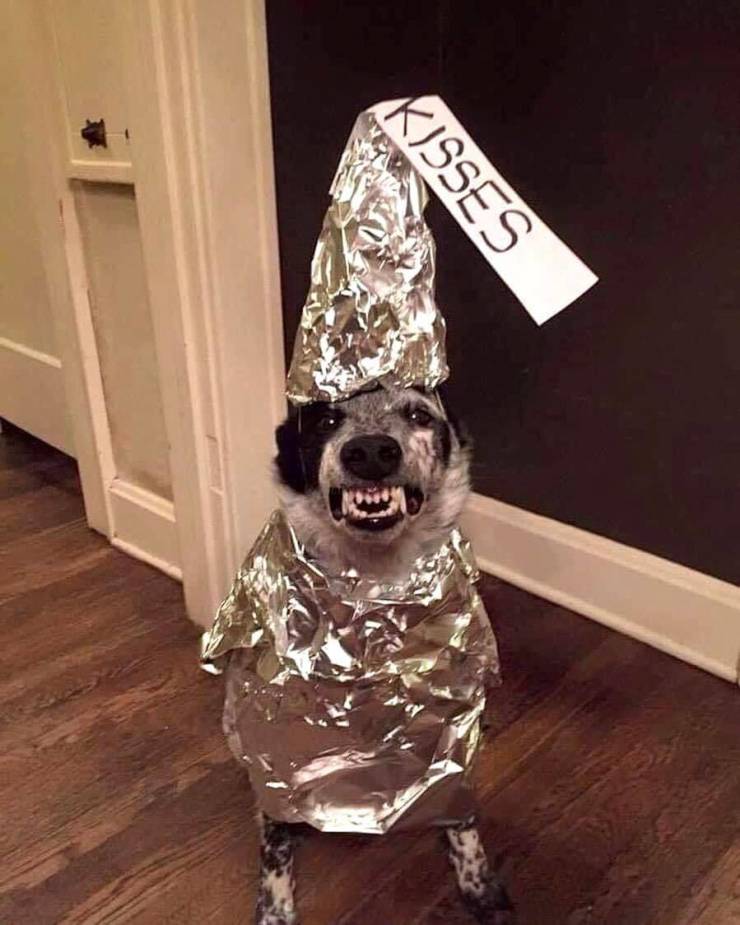 funny pics - dog dressed up as hershey's kiss halloween costume