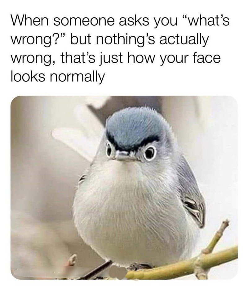 resting bird face - When someone asks you "what's wrong?" but nothing's actually wrong, that's just how your face looks normally