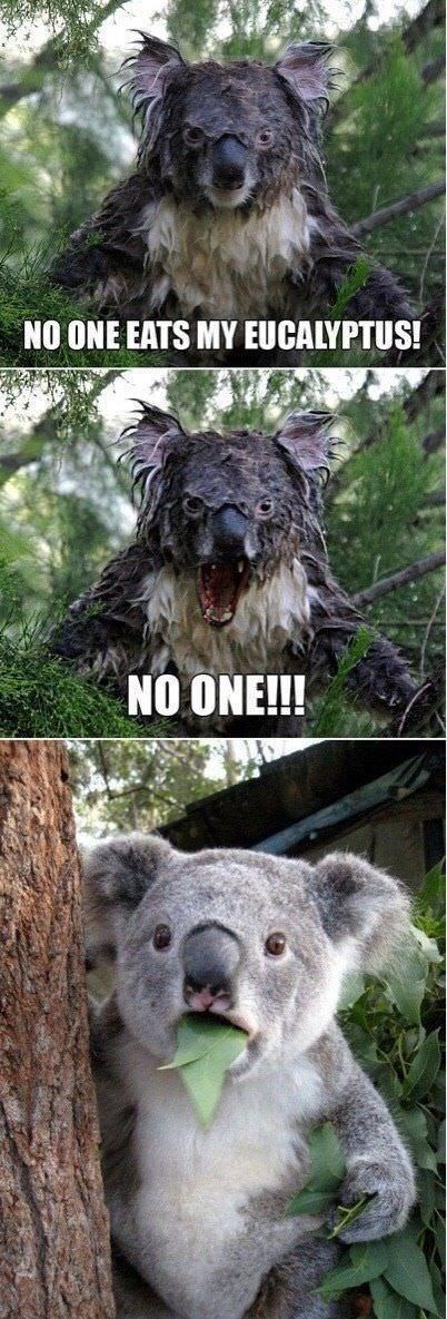 no one eats my eucalyptus - No One Eats My Eucalyptus! No One!!!
