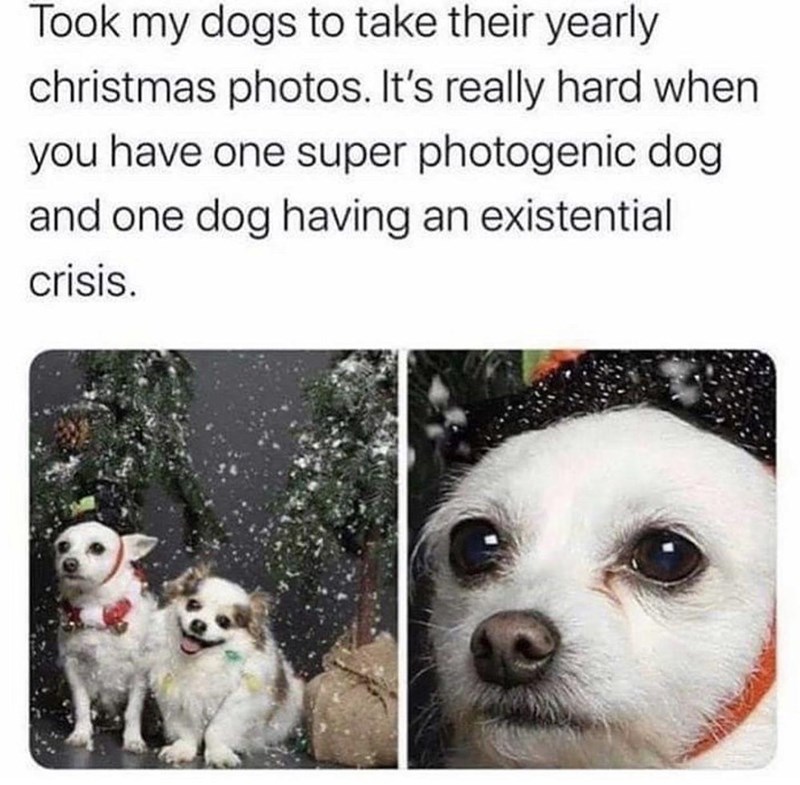 clean memes 2020 - Took my dogs to take their yearly christmas photos. It's really hard when you have one super photogenic dog and one dog having an existential crisis.