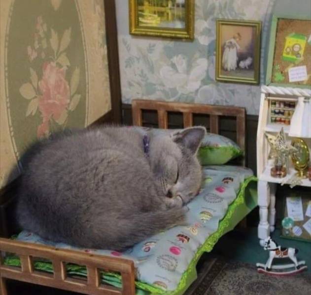 cats in dollhouses - 6
