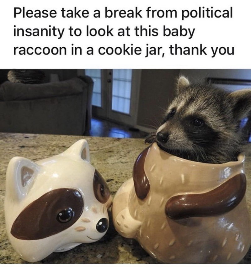 raccoon in cookie jar - Please take a break from political insanity to look at this baby raccoon in a cookie jar, thank you
