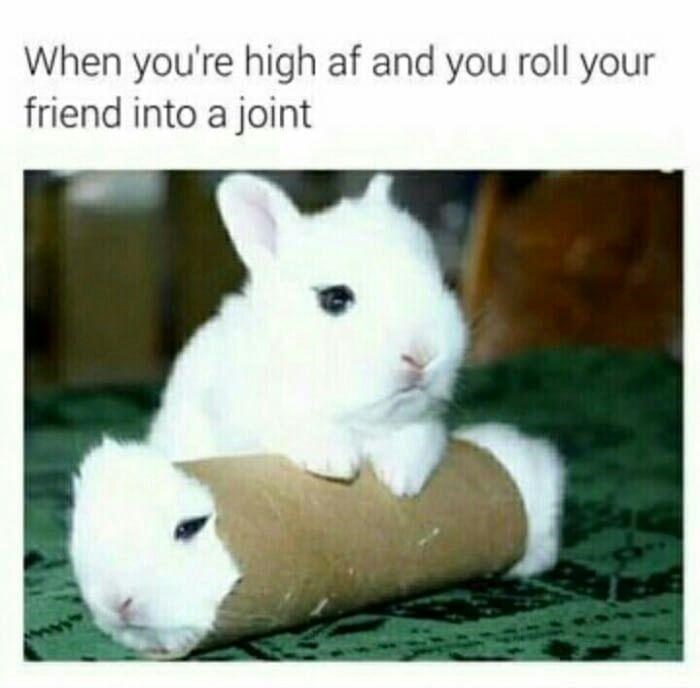 bunny burrito - When you're high af and you roll your friend into a joint
