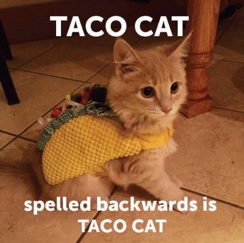 taco cat meme - Taco Cat spelled backwards is Taco Cat