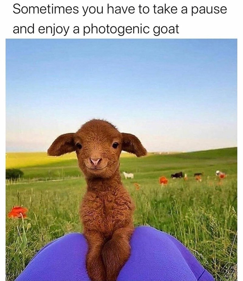 smiling lamb - Sometimes you have to take a pause and enjoy a photogenic goat