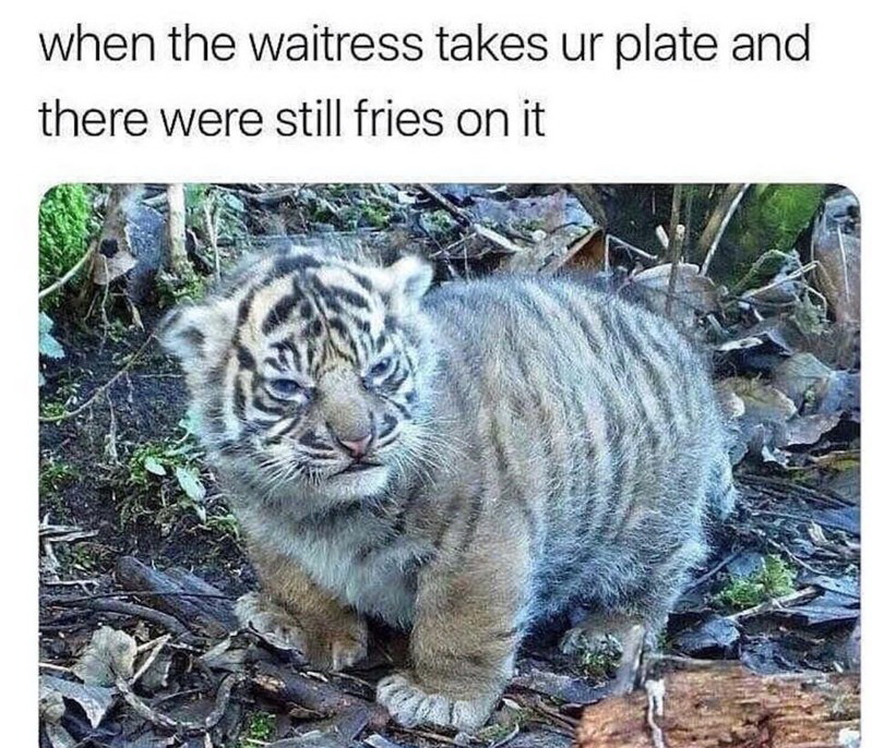 waitress takes your plate - when the waitress takes ur plate and there were still fries on it