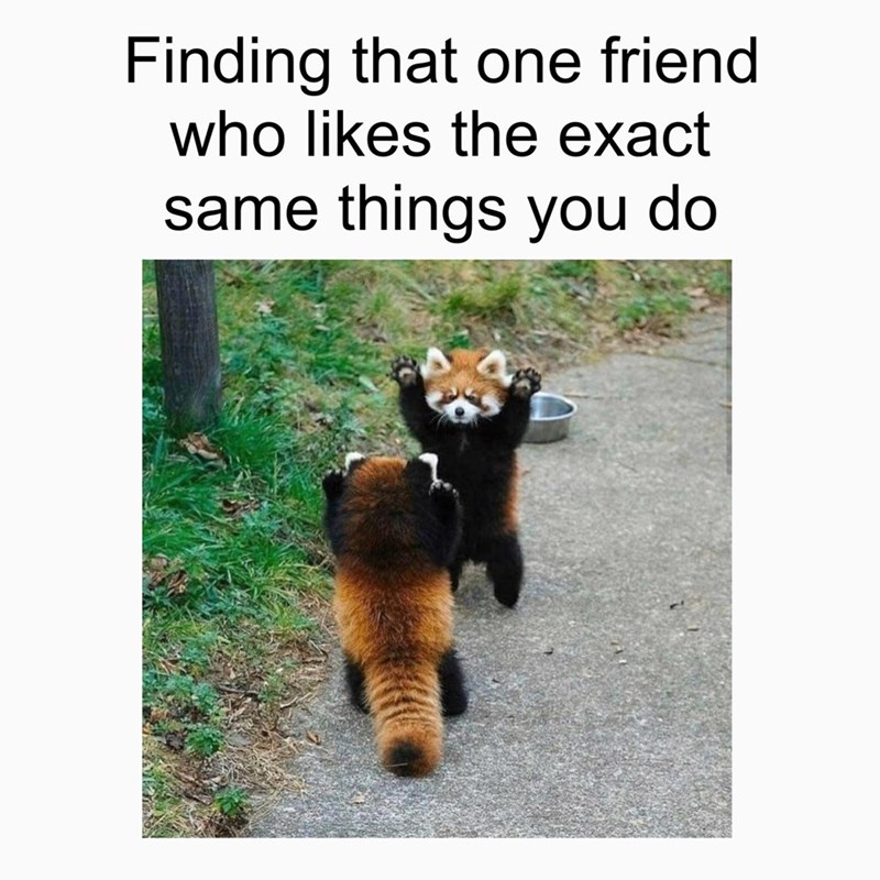 red panda on hind legs - Finding that one friend who the exact same things you do