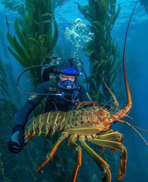 large spiny lobster - Nato