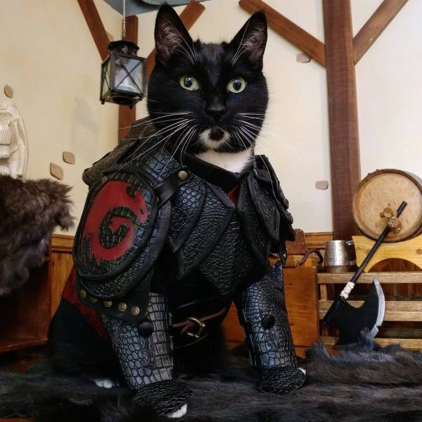 dragon cat armor