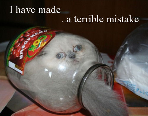 cat in a jar - I have made ..a terrible mistake Sboa