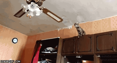 My Daily Funny Gifs
