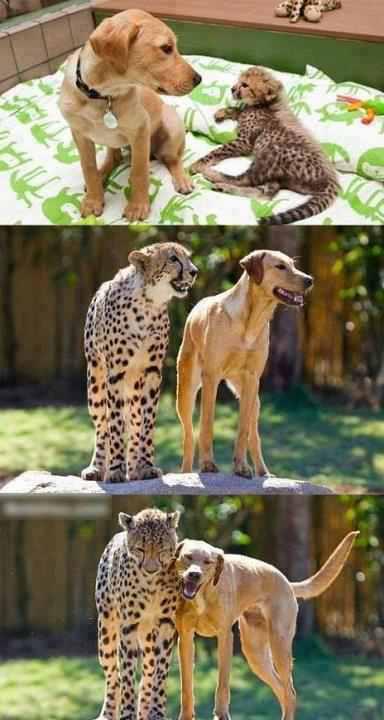 amazing crazy cool animals!!