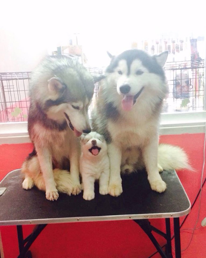 10 Proud Dogs Who Recently Became Dads