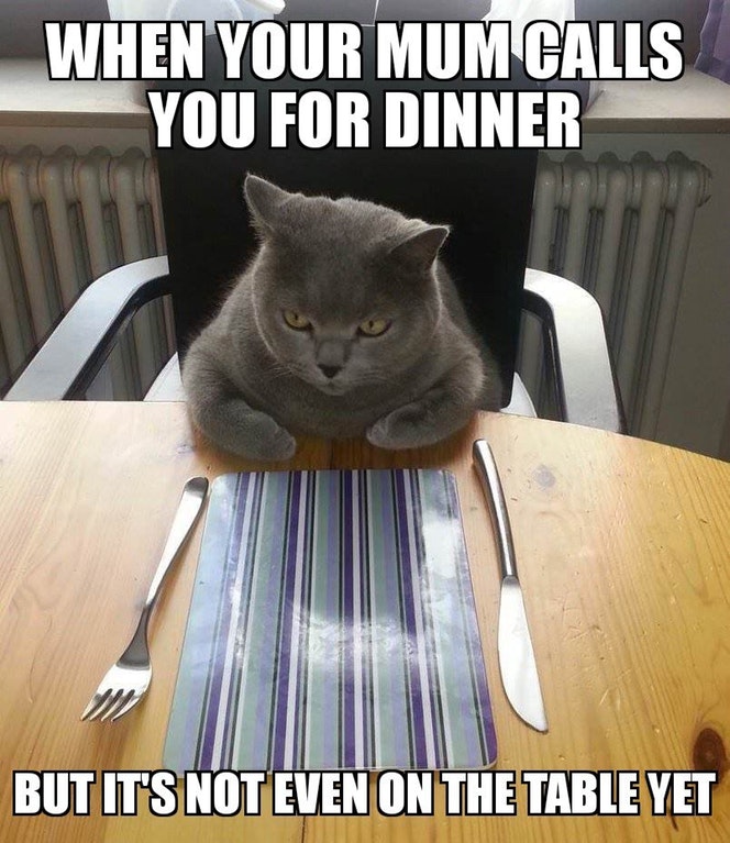 Caturday meme about waiting at the table for your food