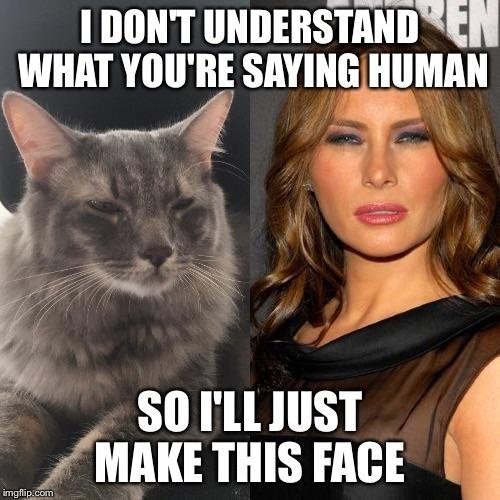Caturday meme about a cat making a confused face looking like Melania Trump