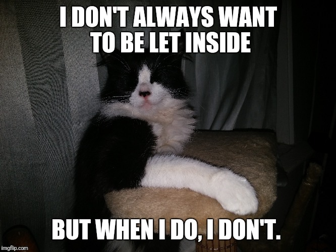 Caturday meme about cats never deciding if they want to be in or out