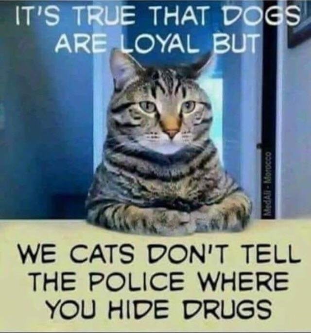 Caturday meme about how there aren't any drug sniffing cats