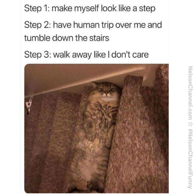 Caturday meme about a cat's evil plan