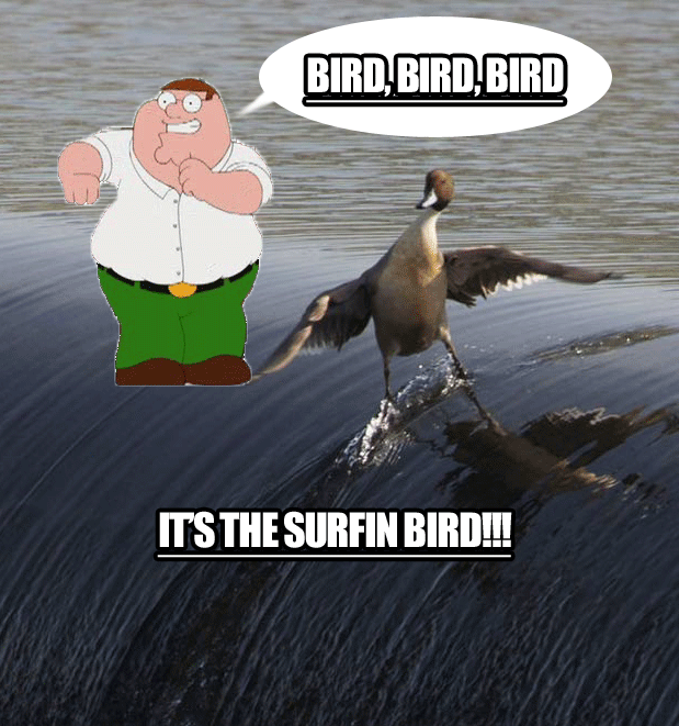 BIRD IS THE WORD!!!