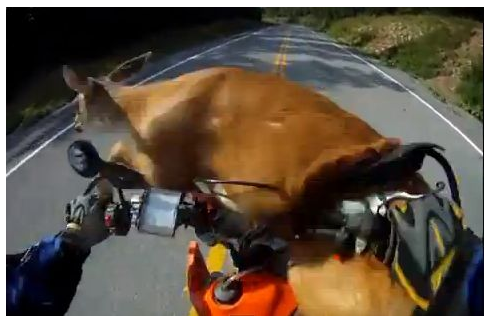 Motorcycle hits deer, helmet cam catches it.