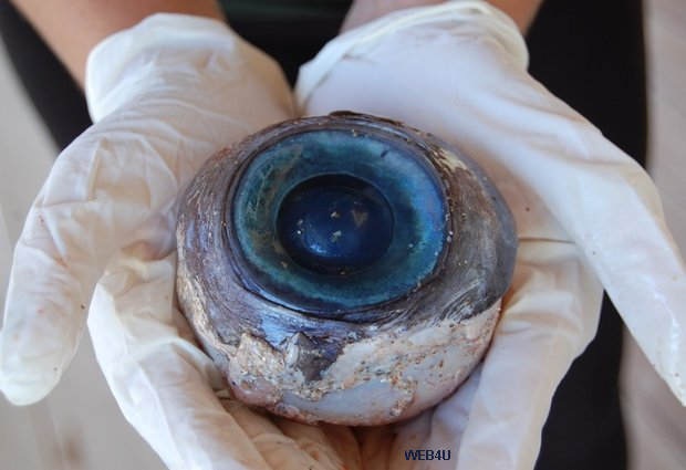 State wildlife officials are trying to determine the species of a blue eyeball found by a man Wednesday at Pompano Beach, north of Fort Lauderdale.