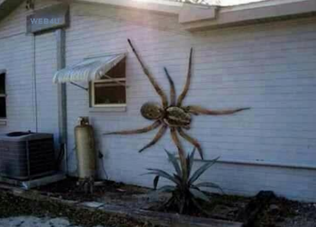 It's a new Spider call the Angolan Witch Spider. They migrated from South America. They primarily eat dogs and cats.  In Texas this abnormally large spider was found on the side of this home.