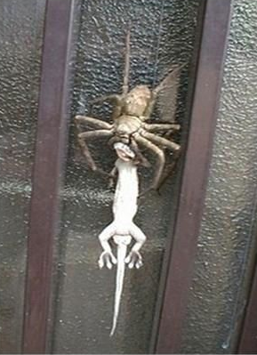 New mutated species of spider found in North America capable of catching and eating small animals. Be on the lookout for this giant spider. If you see one of these giant spider please call your local athorities. Do not attempt to catch or kill these mutated spiders. Their bite may be deadly.