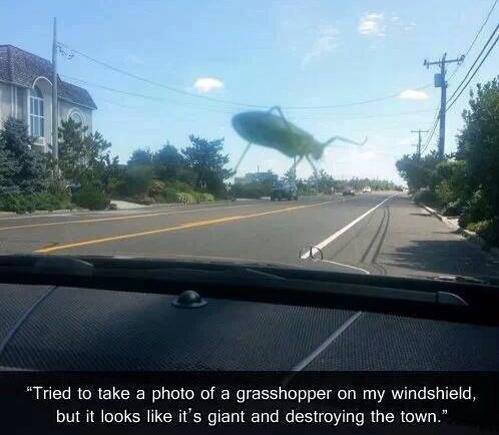Giant bug on windshield attacks city.