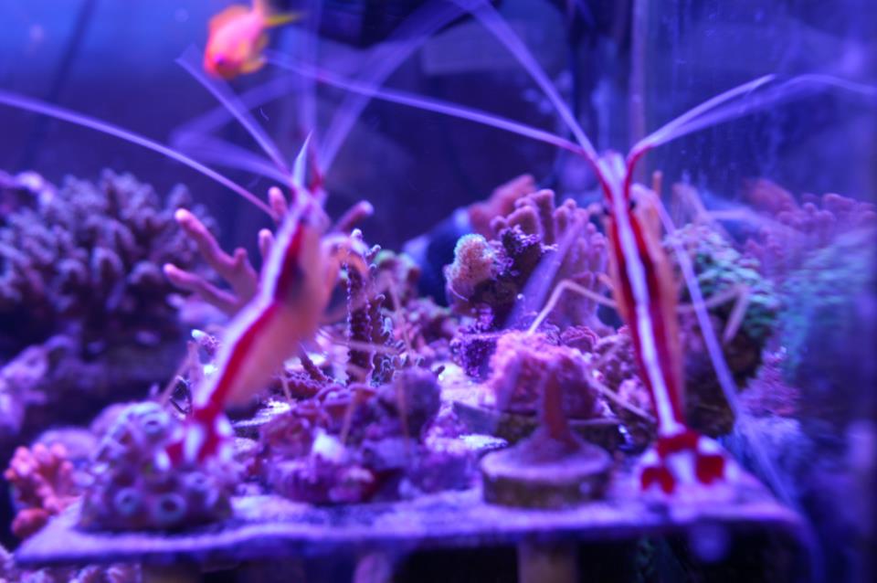 Reef Aquarium