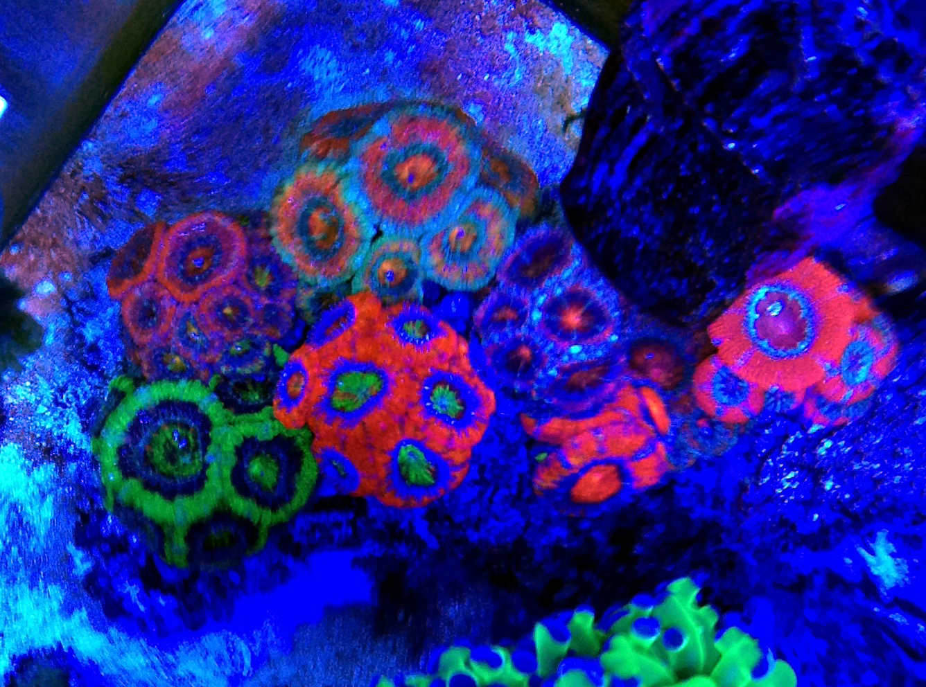 Reef Aquarium II