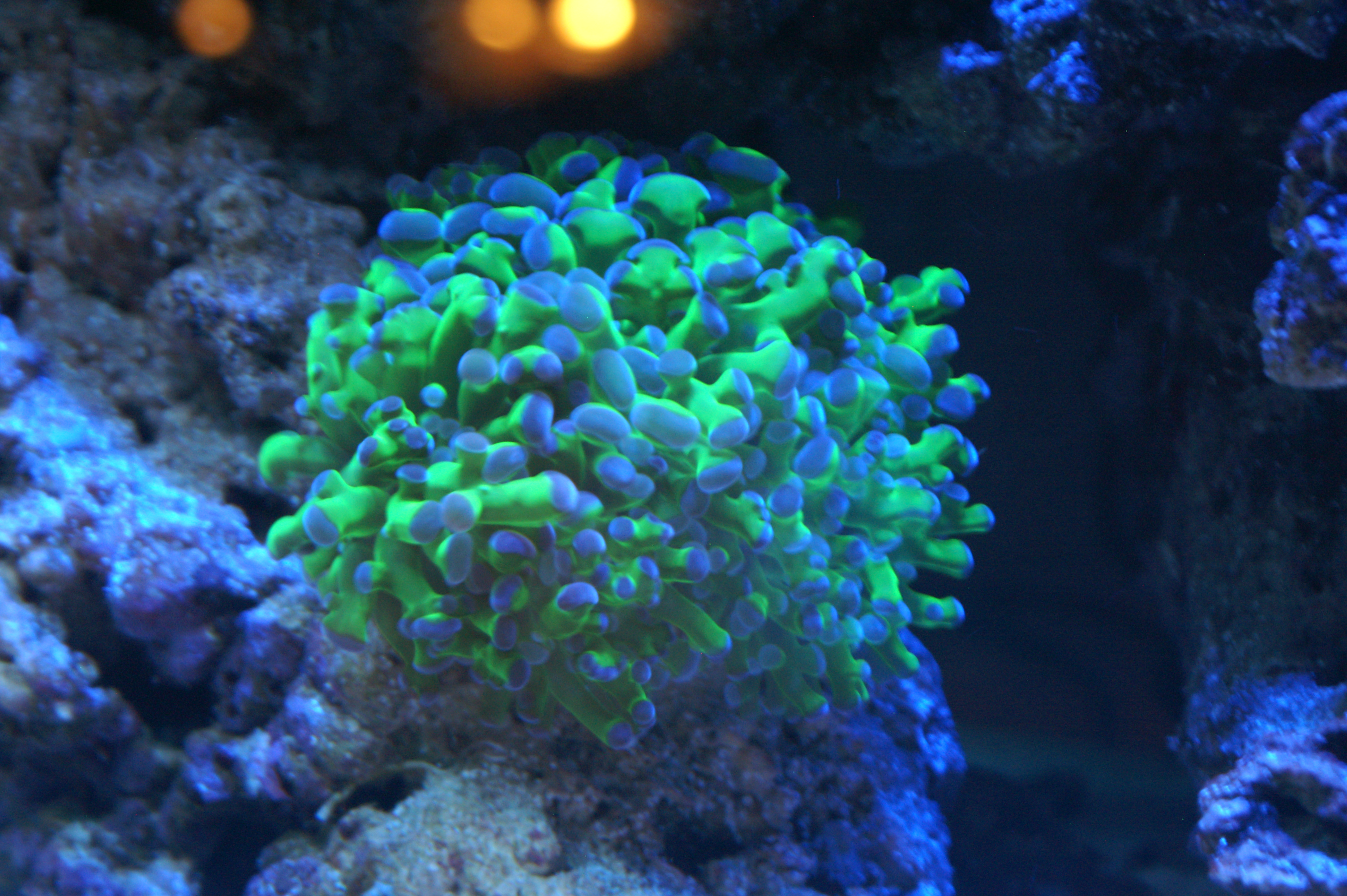 Reef Aquarium II