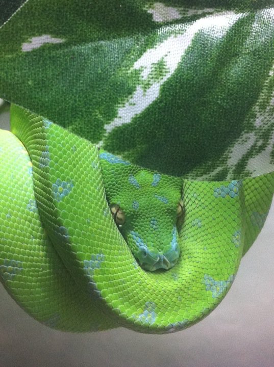 Green Tree Python Color Change