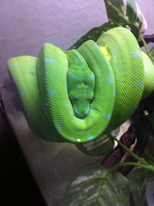 Green Tree Python Color Change