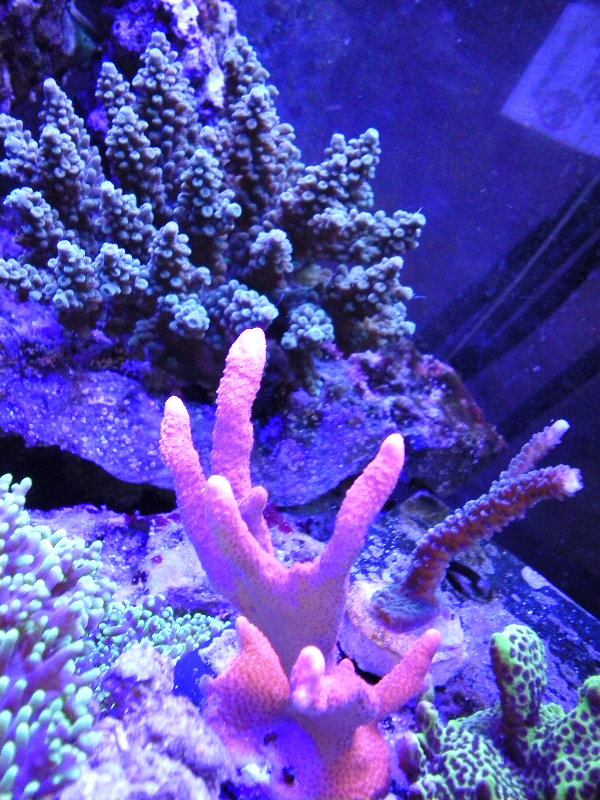 Underwater Camera in my Aquarium