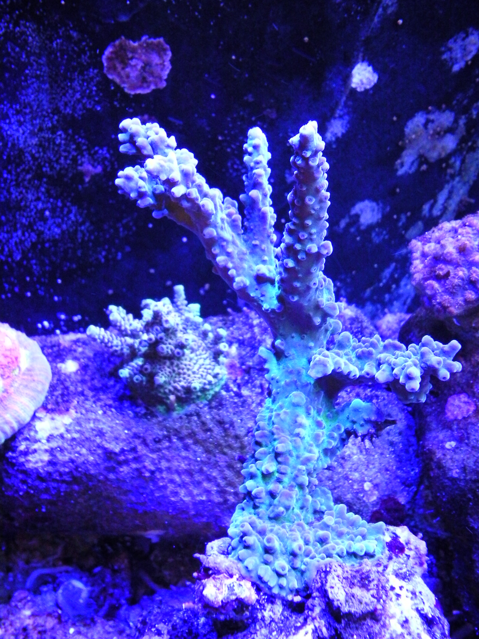 Underwater Camera in my Aquarium