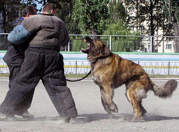 Caucasian worlds most dangerous dog!!