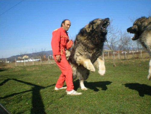 Caucasian worlds most dangerous dog!!