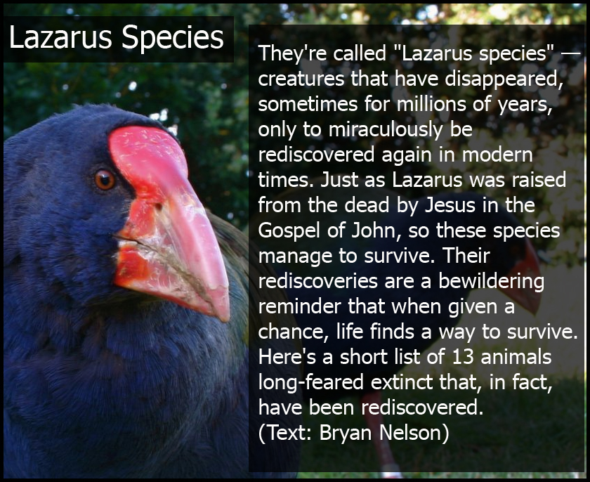 lazarus species loss