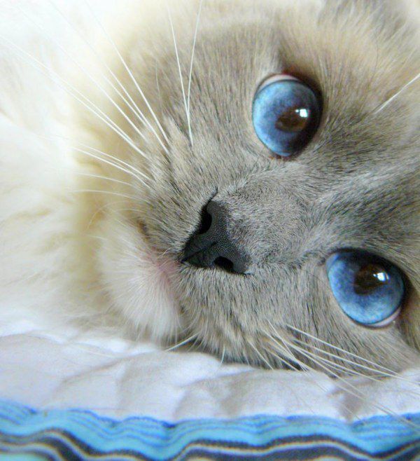 cat eyes - pretty cat eyes