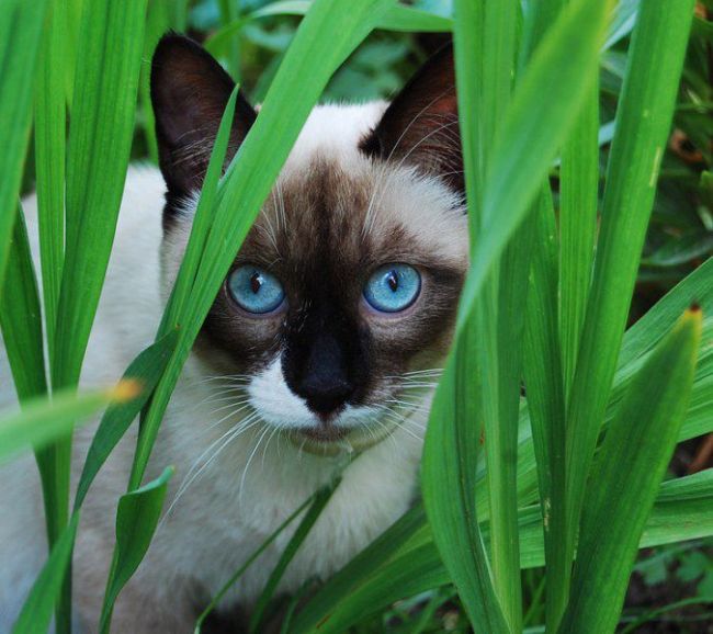 cat eyes - cats hiding in grass