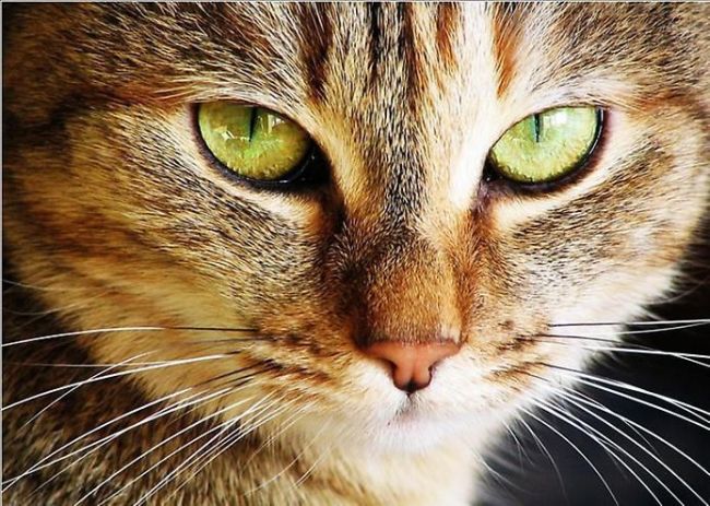 cat eyes -