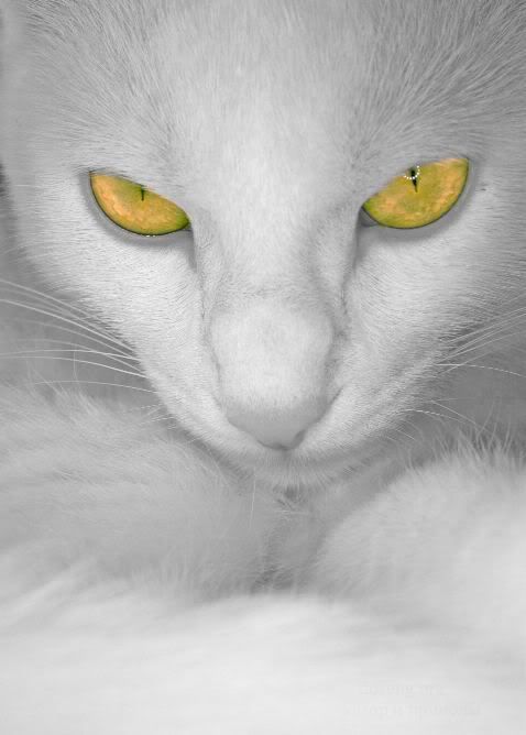 cat eyes - white cat yellow eyes