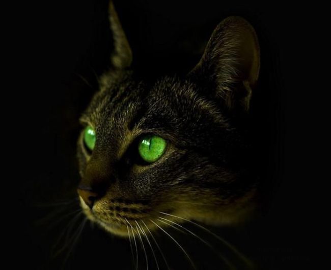 cat eyes - cat with green eyes