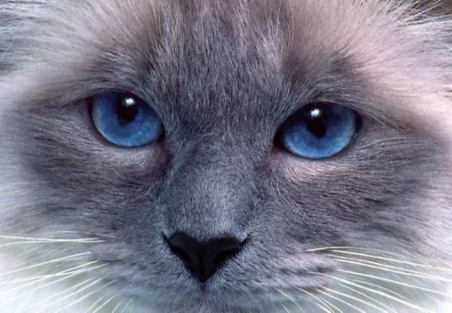 cat eyes -