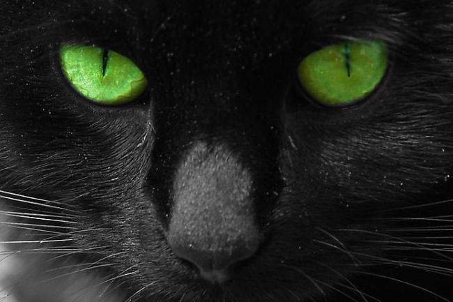 cat eyes - black cat with green eyes