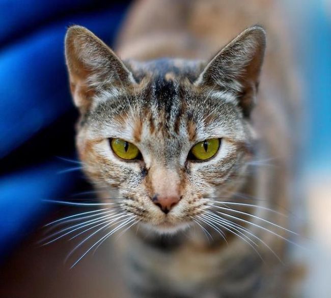 cat eyes - cat breeds