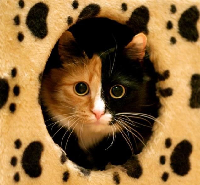 cat eyes - cat with big pupils