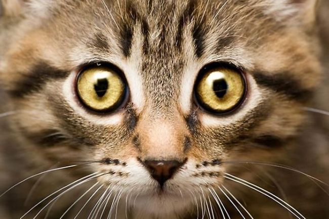 cat eyes - staring cat