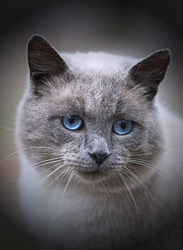 cat eyes - Cat