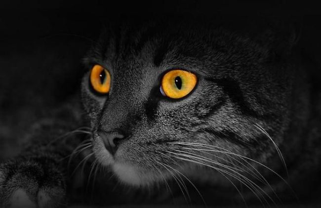cat eyes - night time cat